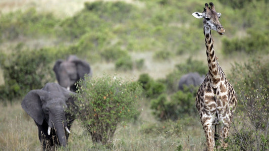 The Inspiration Behind EVM Porcelain: Celebrating African Wildlife
